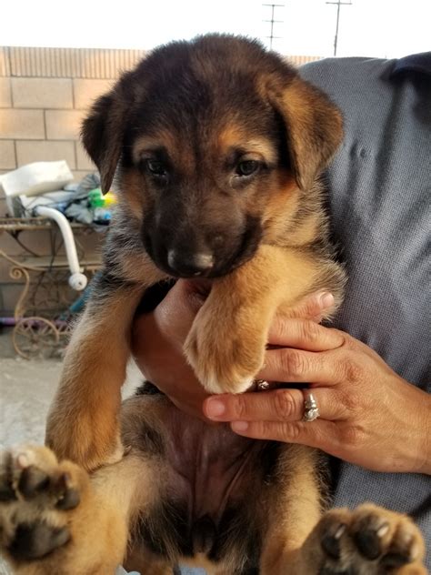 puppies for sale in anaheim ca|petfinder anaheim ca.